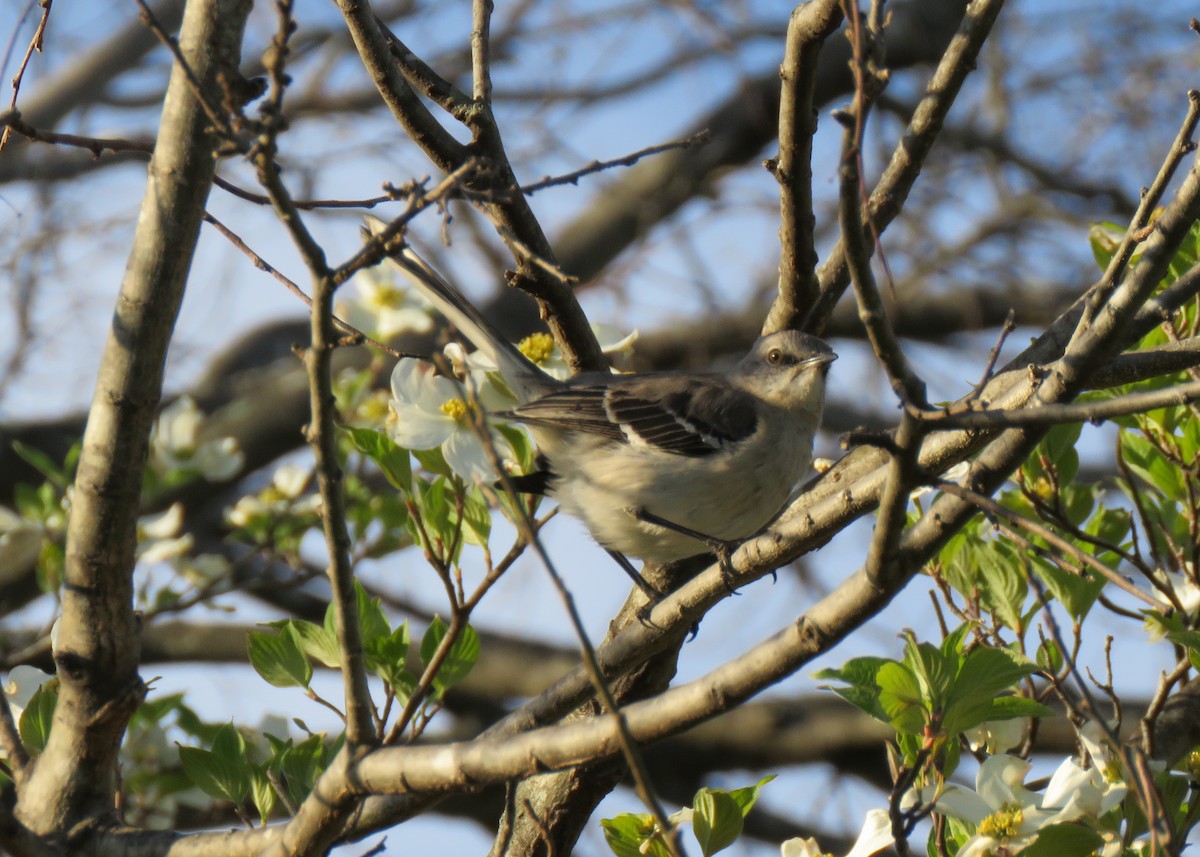Northern Mockingbird - ML437159551