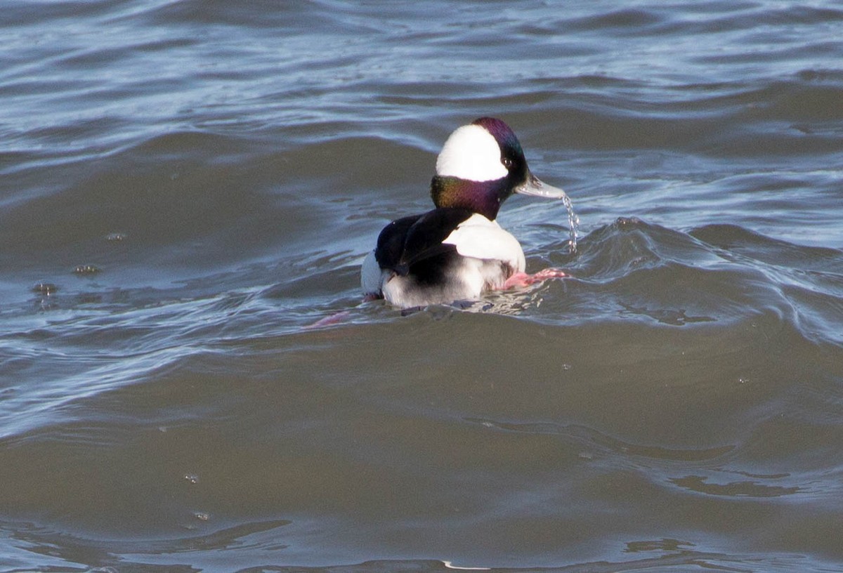 Bufflehead - ML43716031