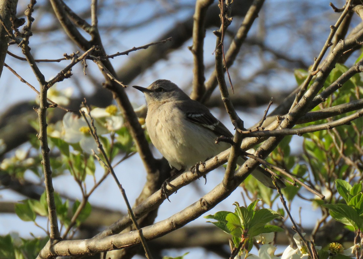 Northern Mockingbird - ML437160621