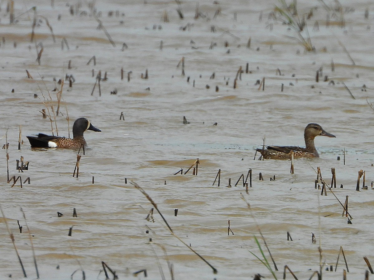 Blue-winged Teal - ML437160881