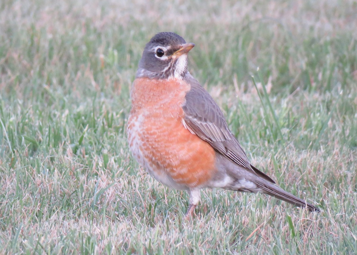 American Robin - ML437160901