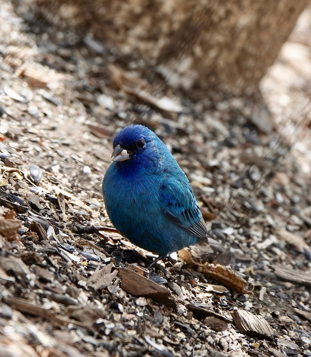 Indigo Bunting - ML437161421