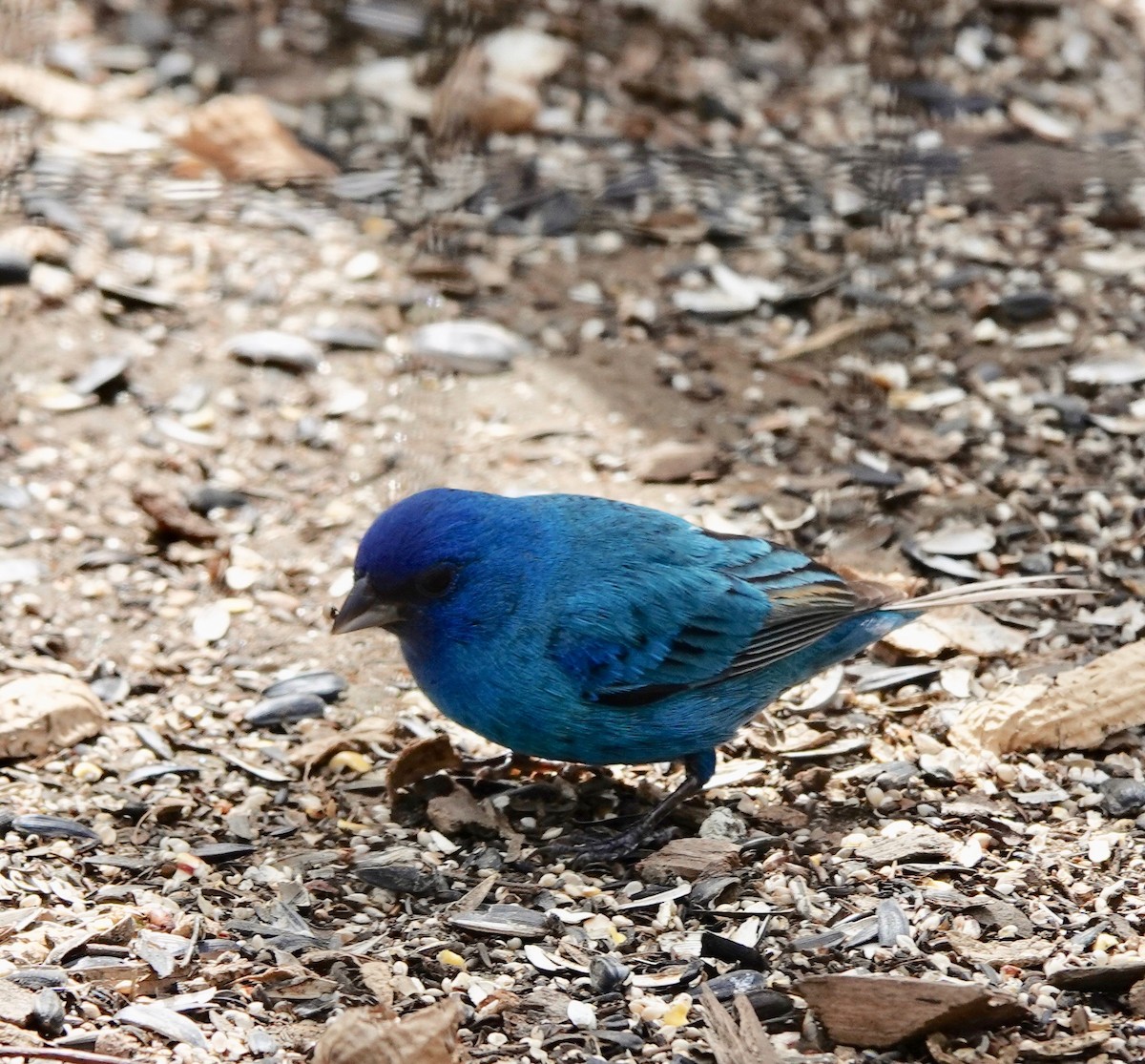 Indigo Bunting - ML437161521