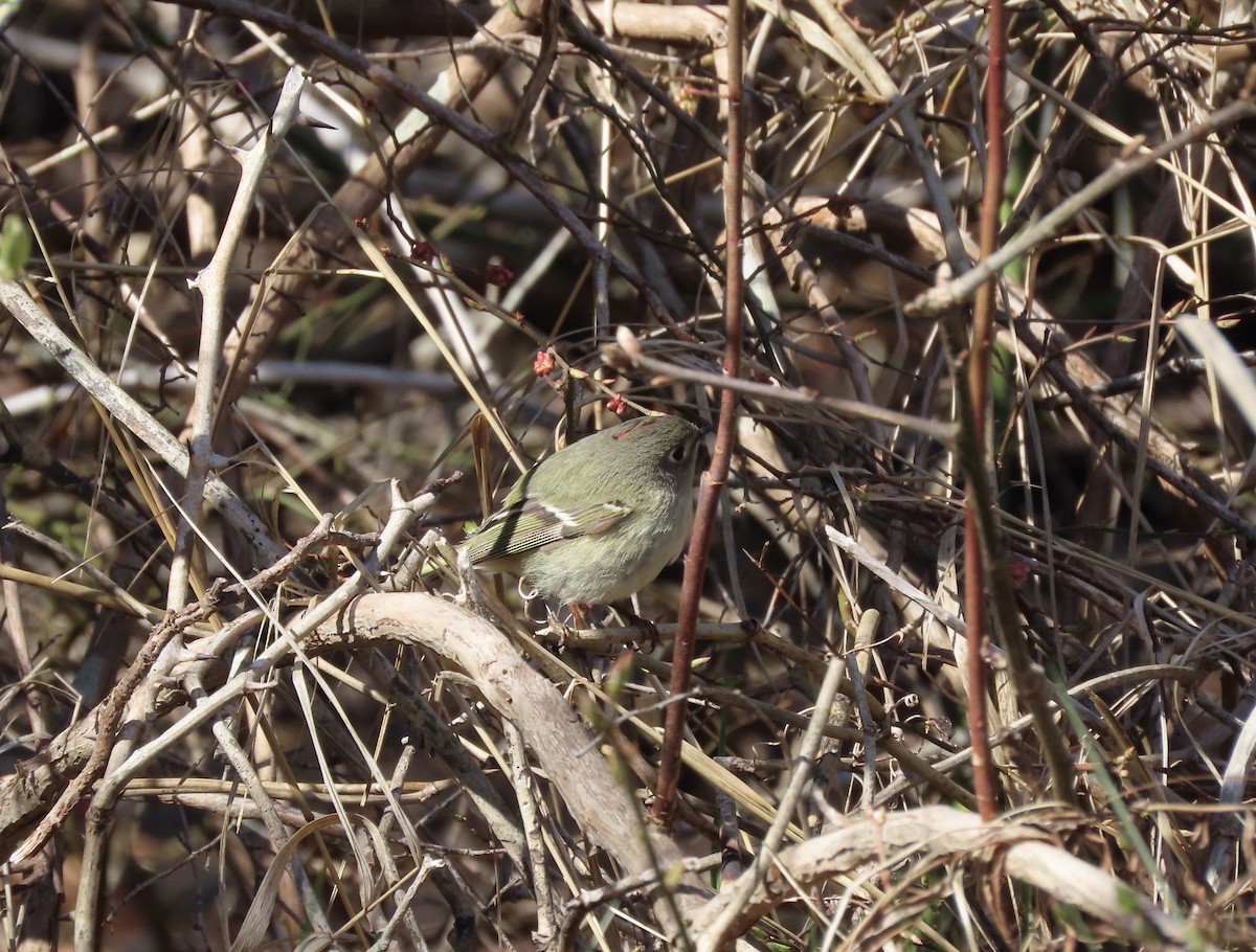 Ruby-crowned Kinglet - ML437161971