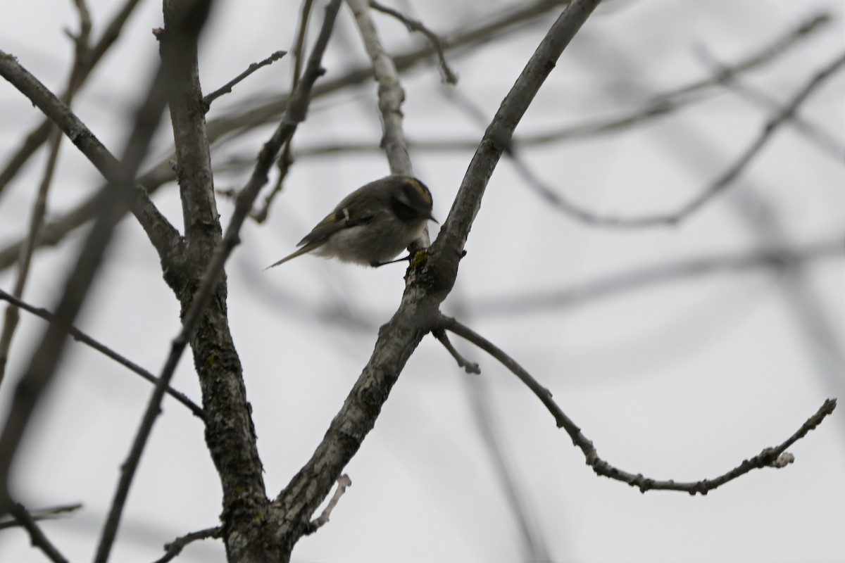 Golden-crowned Kinglet - ML437163861