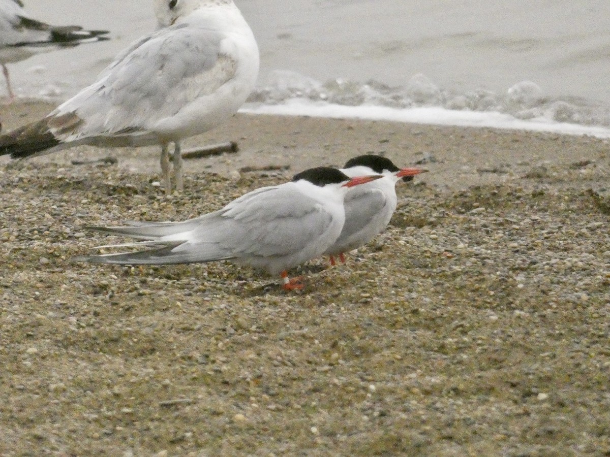 Common Tern - John Landon