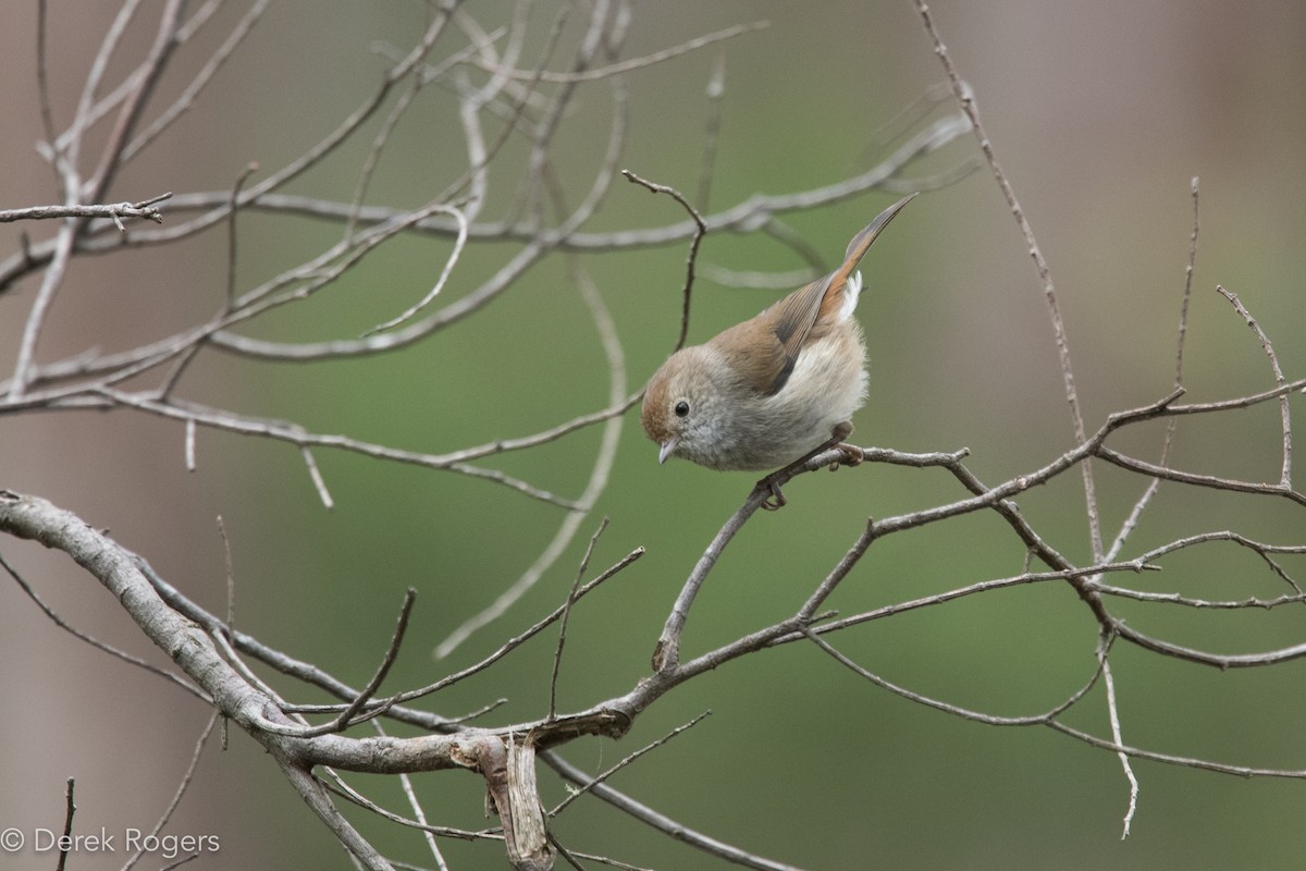 Tasmanian Thornbill - ML43716741