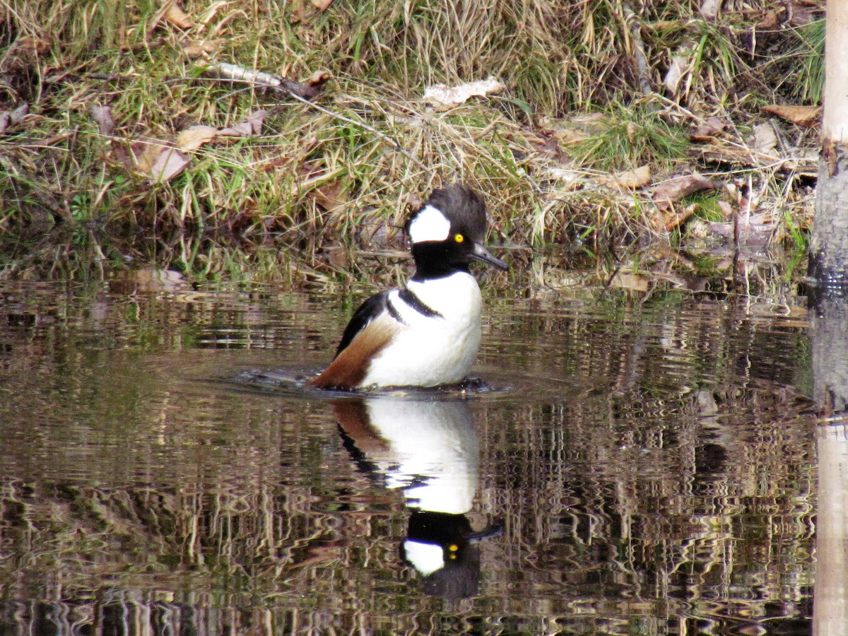 Hooded Merganser - ML43716761