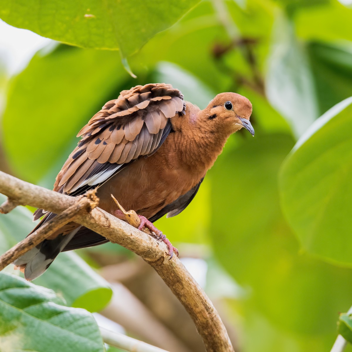 Zenaida Dove - Shailesh Pinto