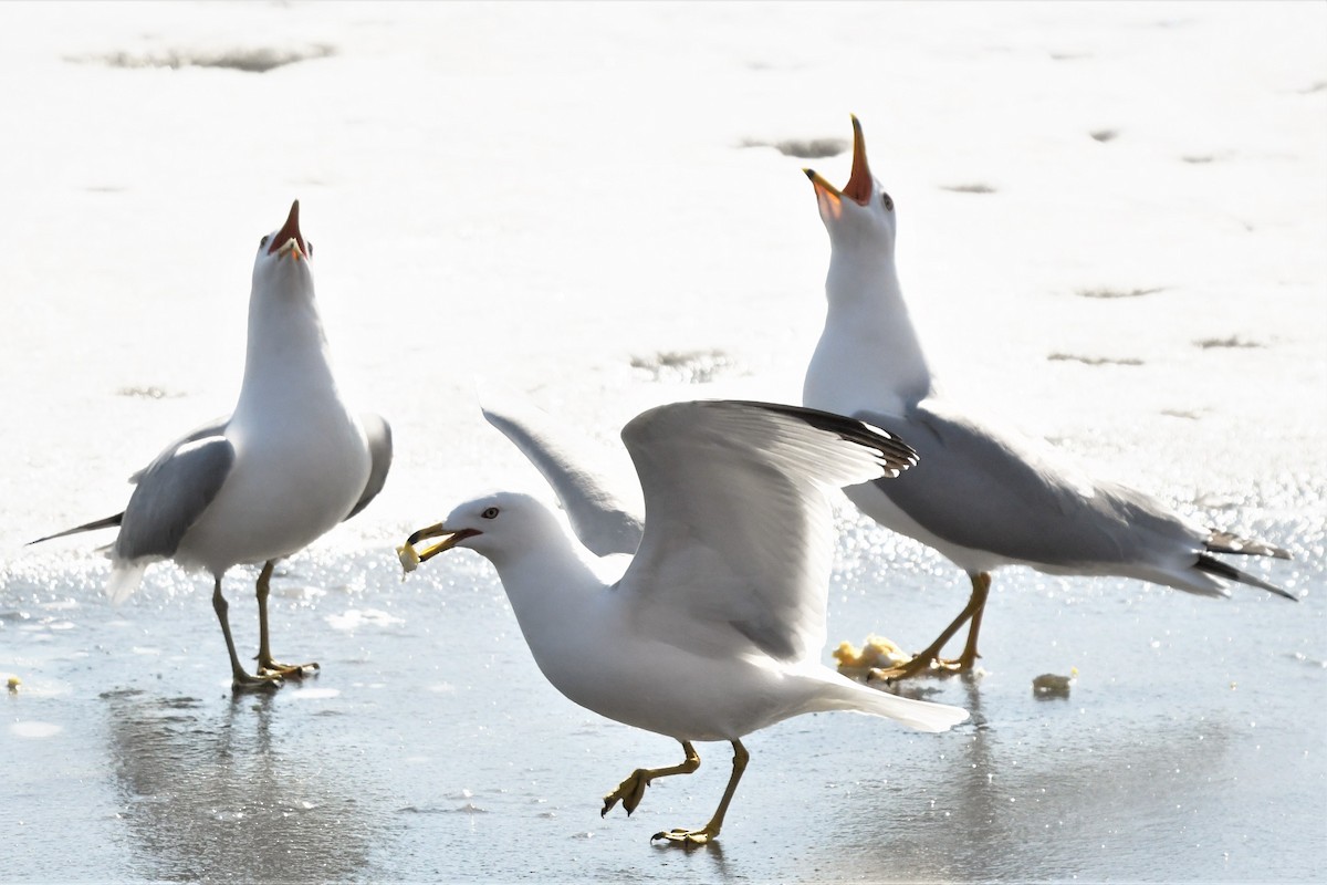 Gaviota de Delaware - ML437168121