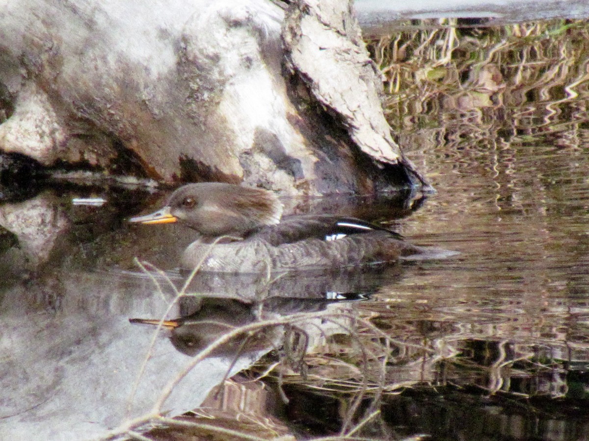 Hooded Merganser - ML43716841