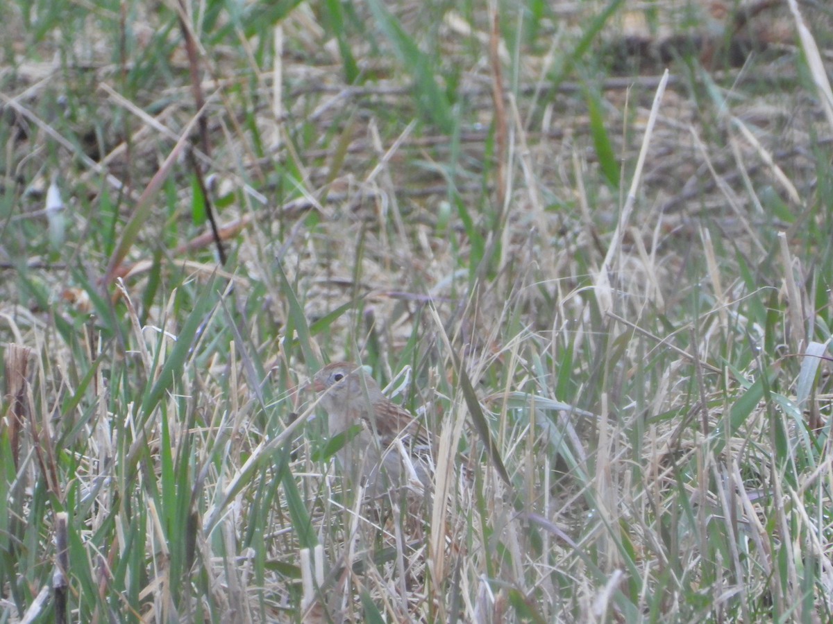 Field Sparrow - Ben Yeasting