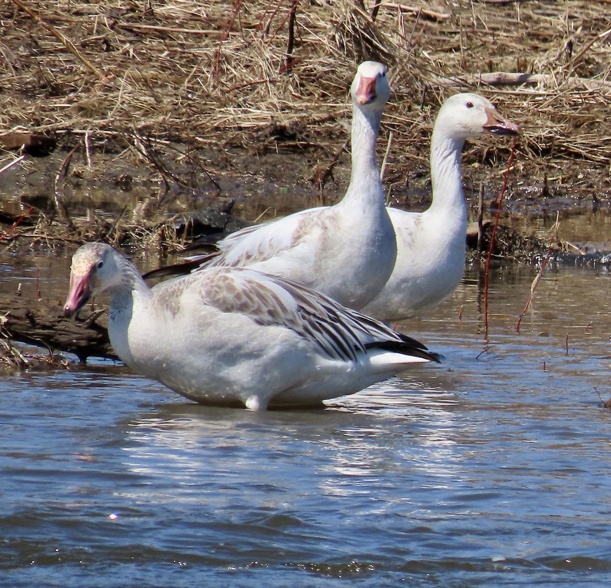 Snow Goose - ML437170061