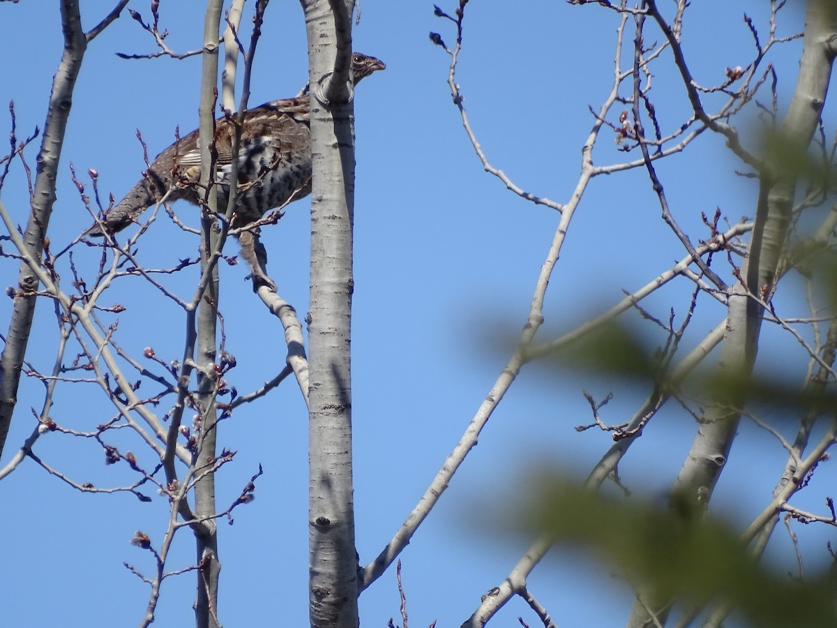 Ruffed Grouse - ML437170321