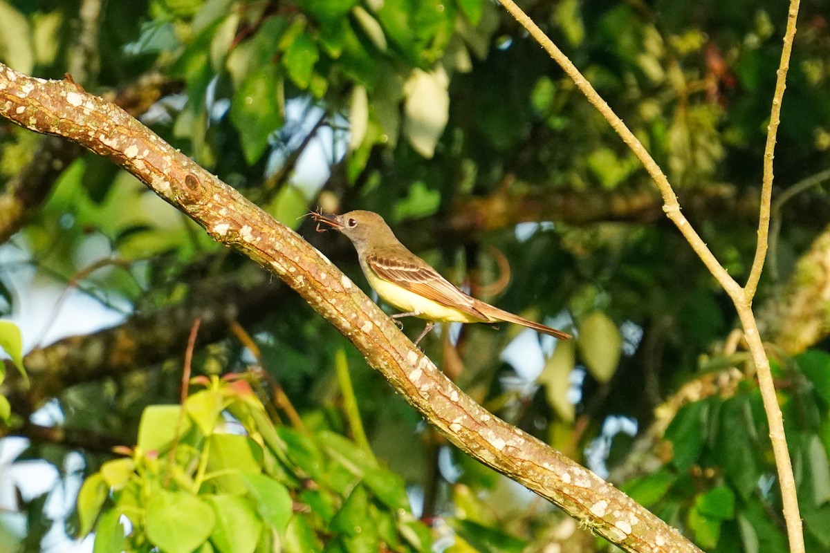 Great Crested Flycatcher - ML437171541