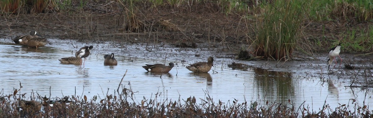 Blue-winged Teal - ML437171911