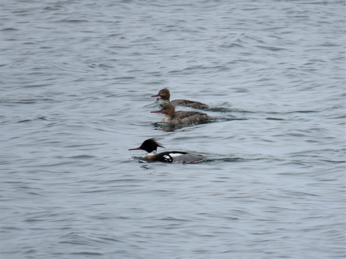 Red-breasted Merganser - ML437171961