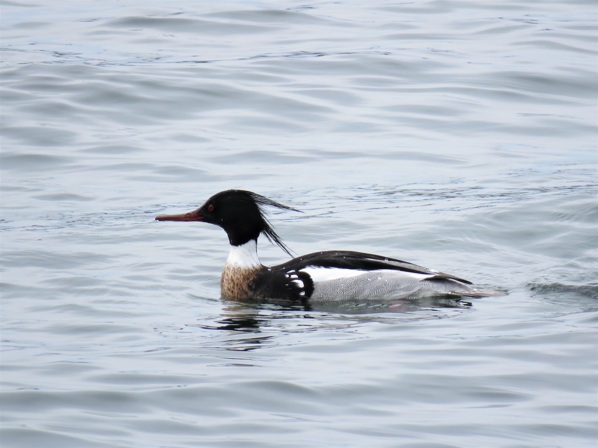 Red-breasted Merganser - ML437171981