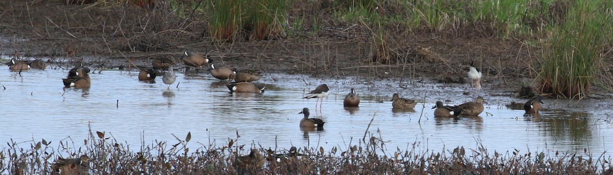 Blue-winged Teal - ML437172291