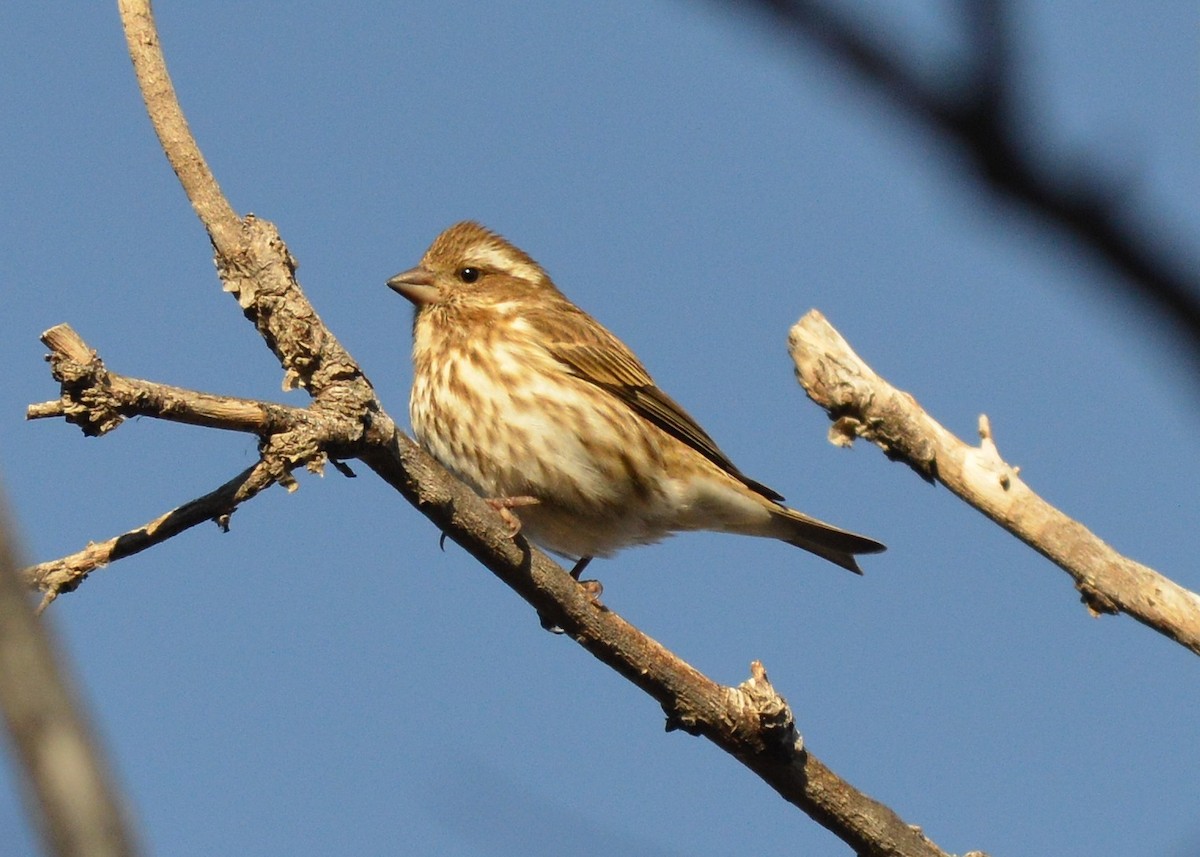 Purple Finch - ML43717271