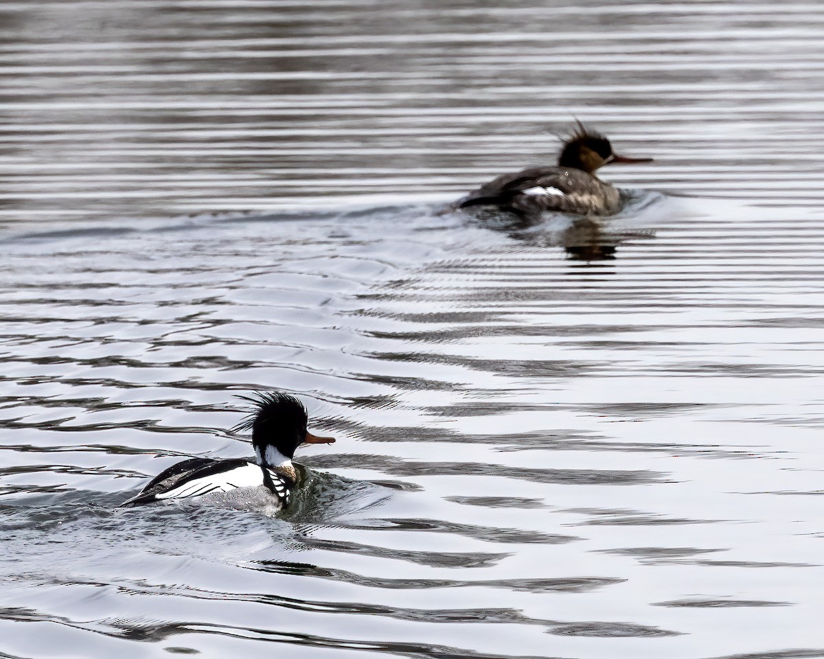 Red-breasted Merganser - Bob Martinka