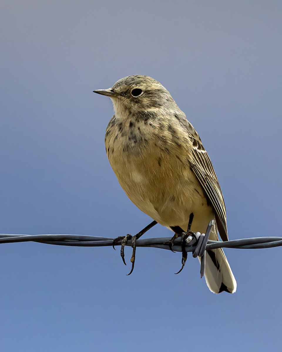 American Pipit - ML437174261