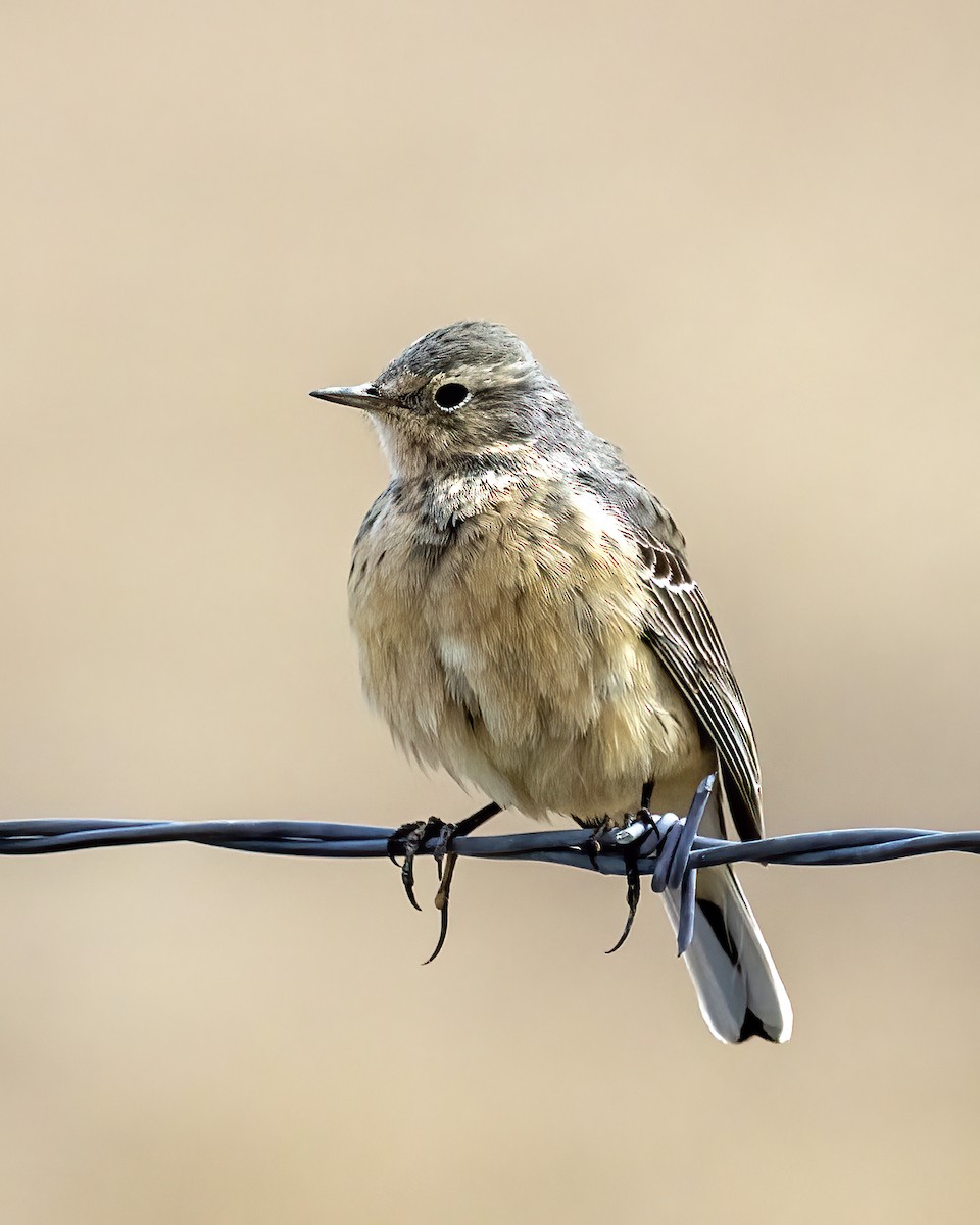 American Pipit - ML437174331