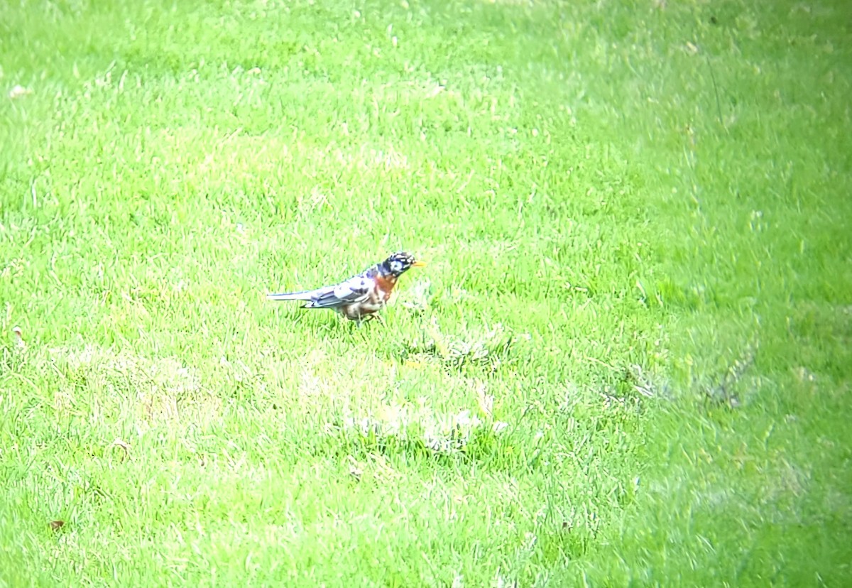 American Robin - ML437174871