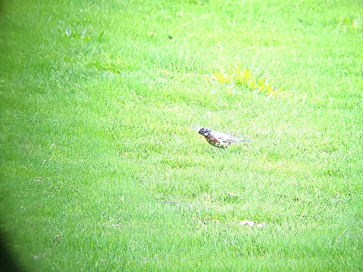 American Robin - ML437175051