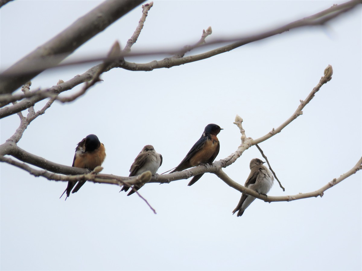 Barn Swallow - Cynthia Lamb