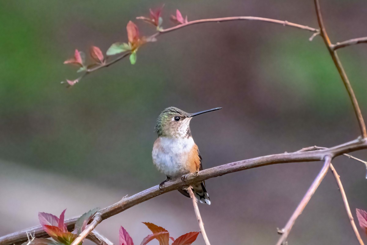 Rufous Hummingbird - ML437178221