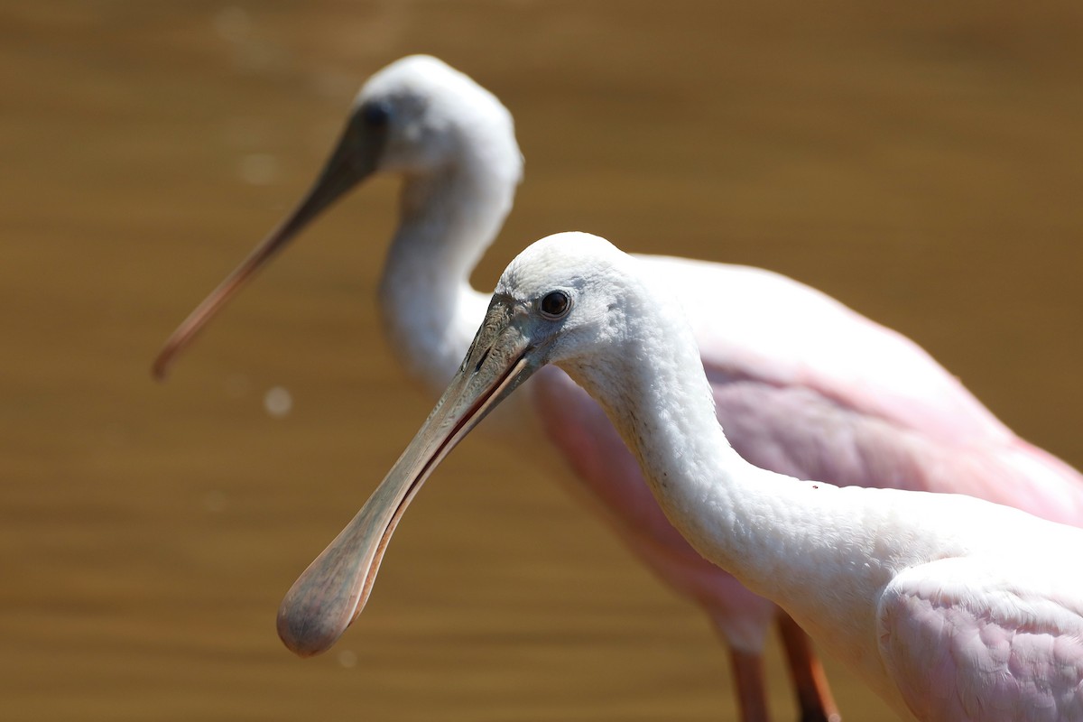 Roseate Spoonbill - ML437178311