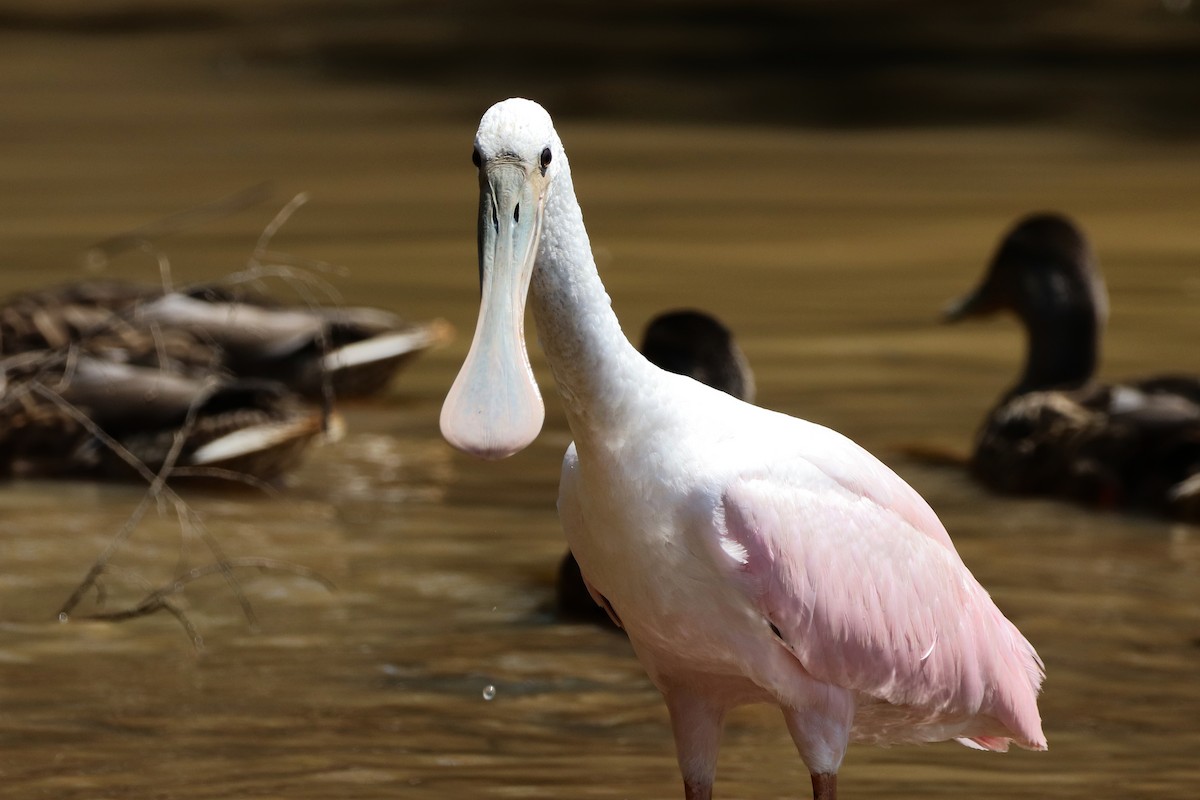 Roseate Spoonbill - ML437178411