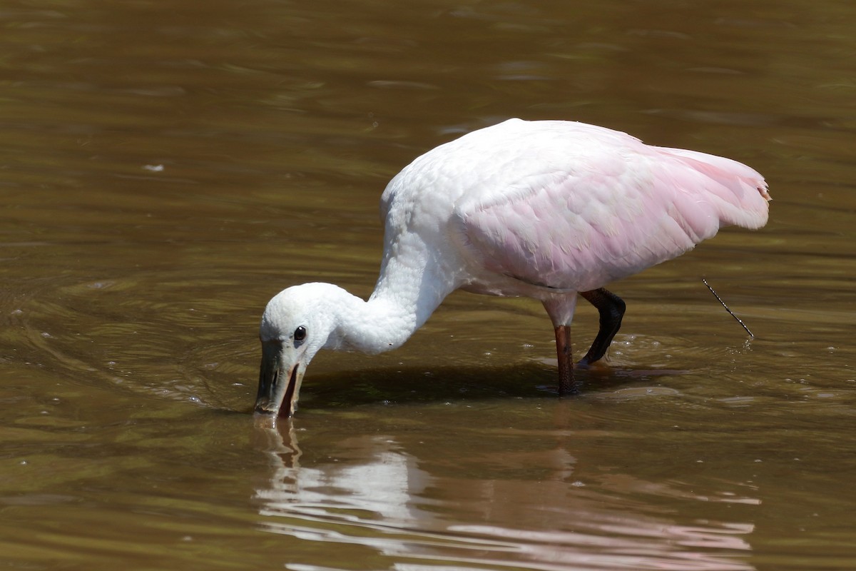Roseate Spoonbill - ML437178471