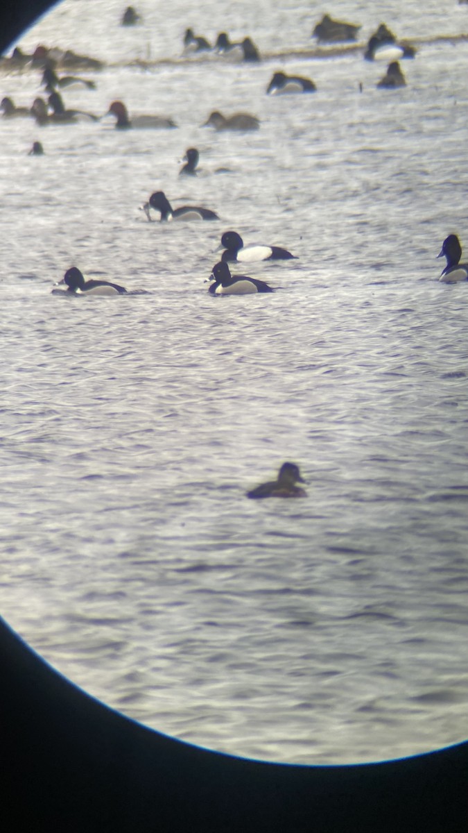 Greater/Lesser Scaup - ML437179371