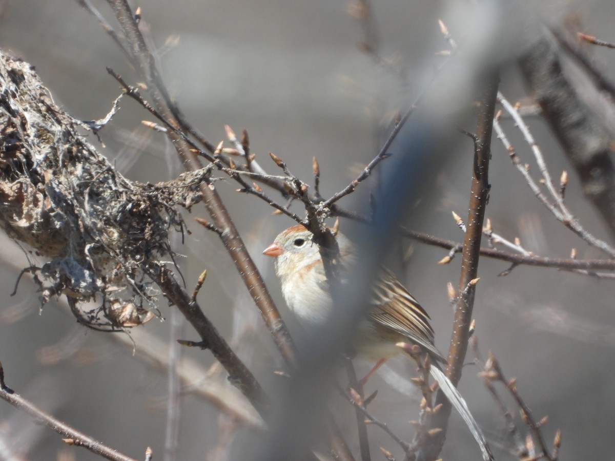 Field Sparrow - Ben Yeasting