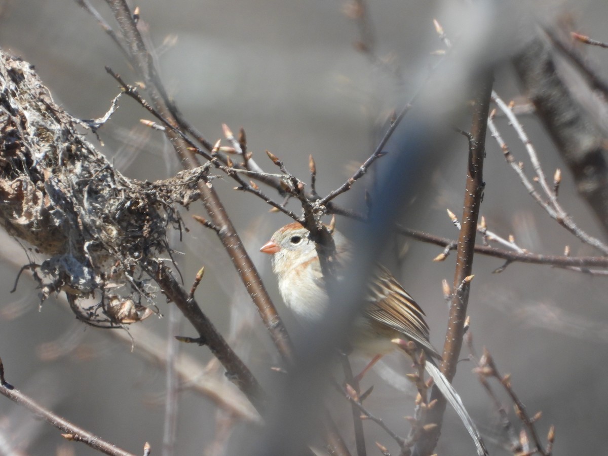 Field Sparrow - ML437180071