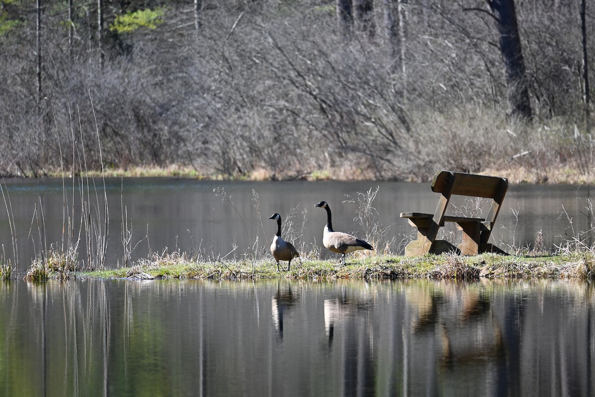 Canada Goose - Brett Greenleaf