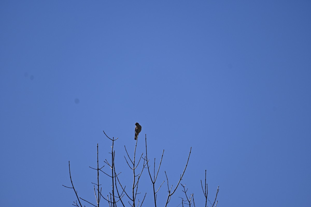 American Kestrel - ML437182021