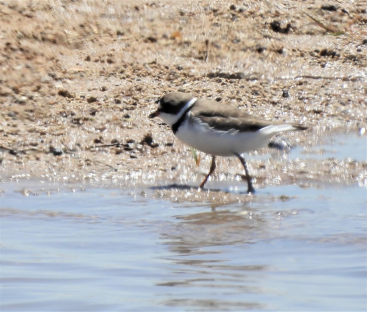 Semipalmated Plover - ML437182061