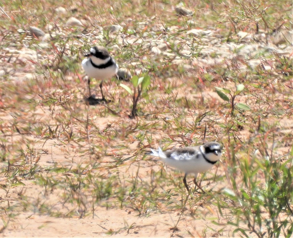 Semipalmated Plover - ML437182281