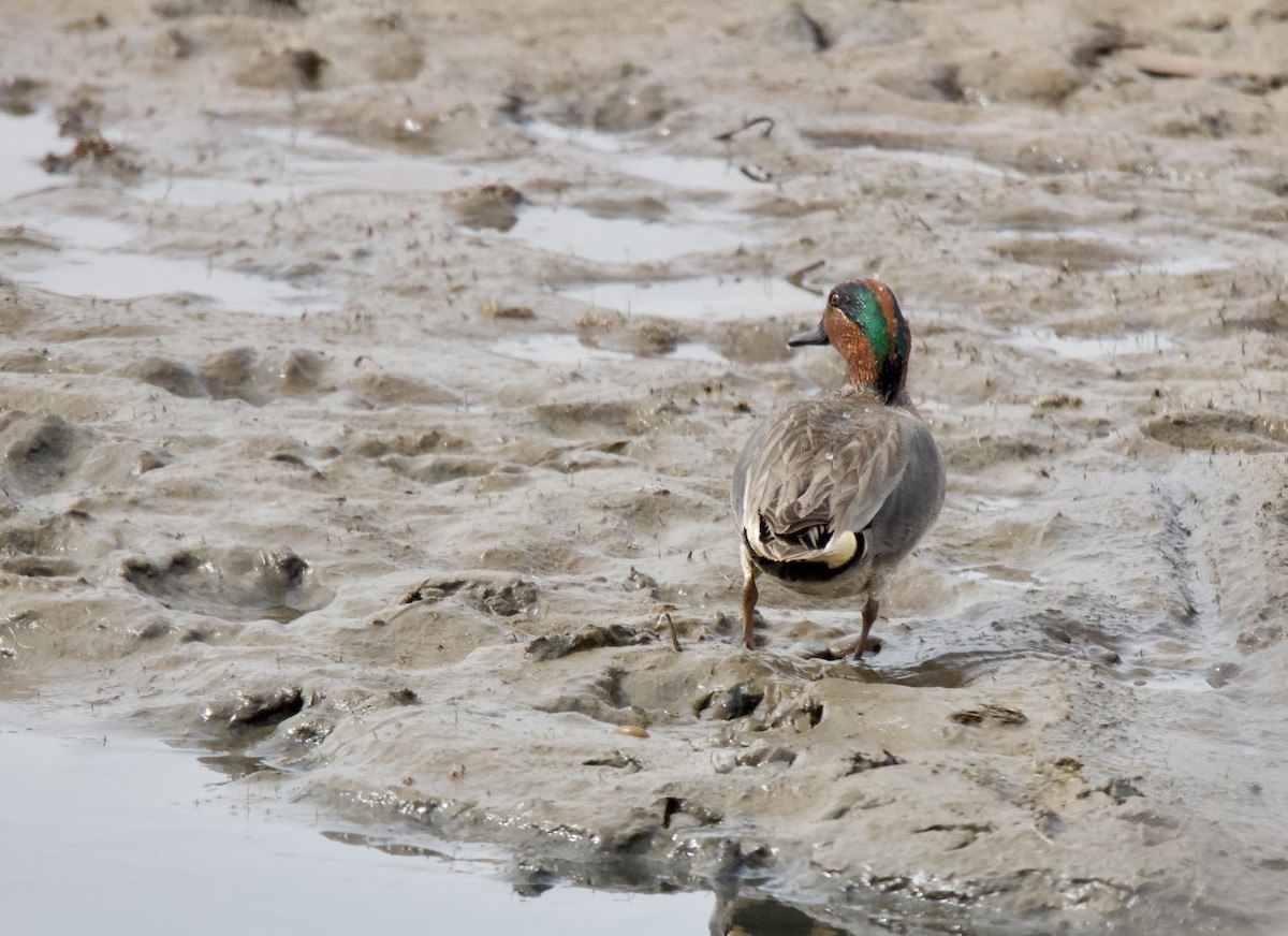 Green-winged Teal - ML437182641