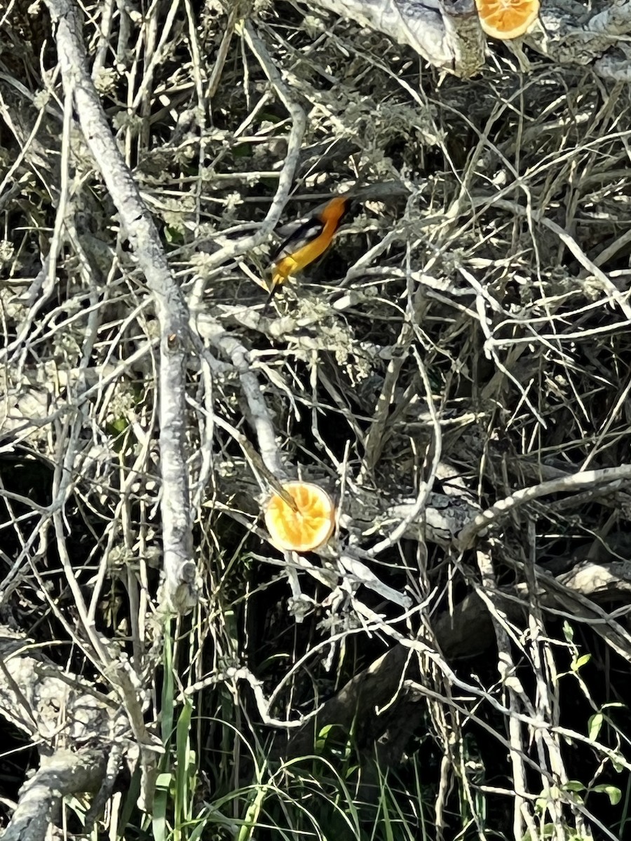 Hooded Oriole - ML437183931