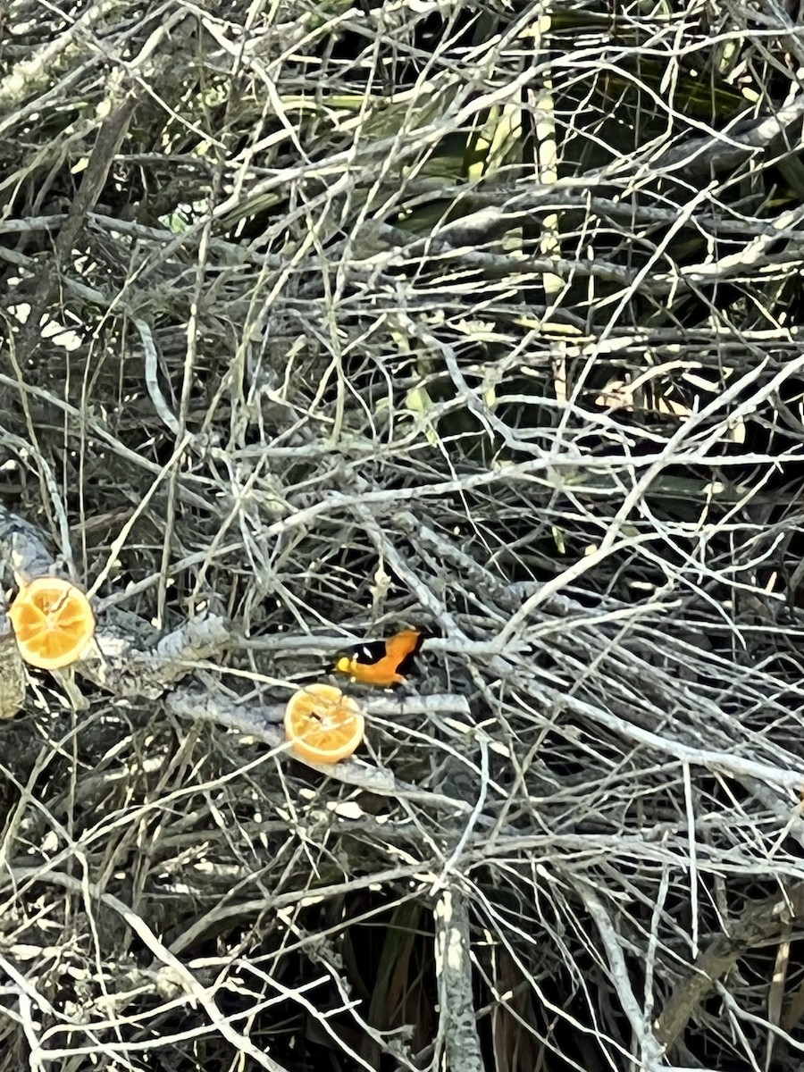 Hooded Oriole - ML437183951