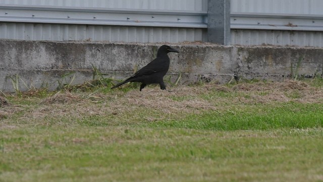 Black Currawong - ML437185041