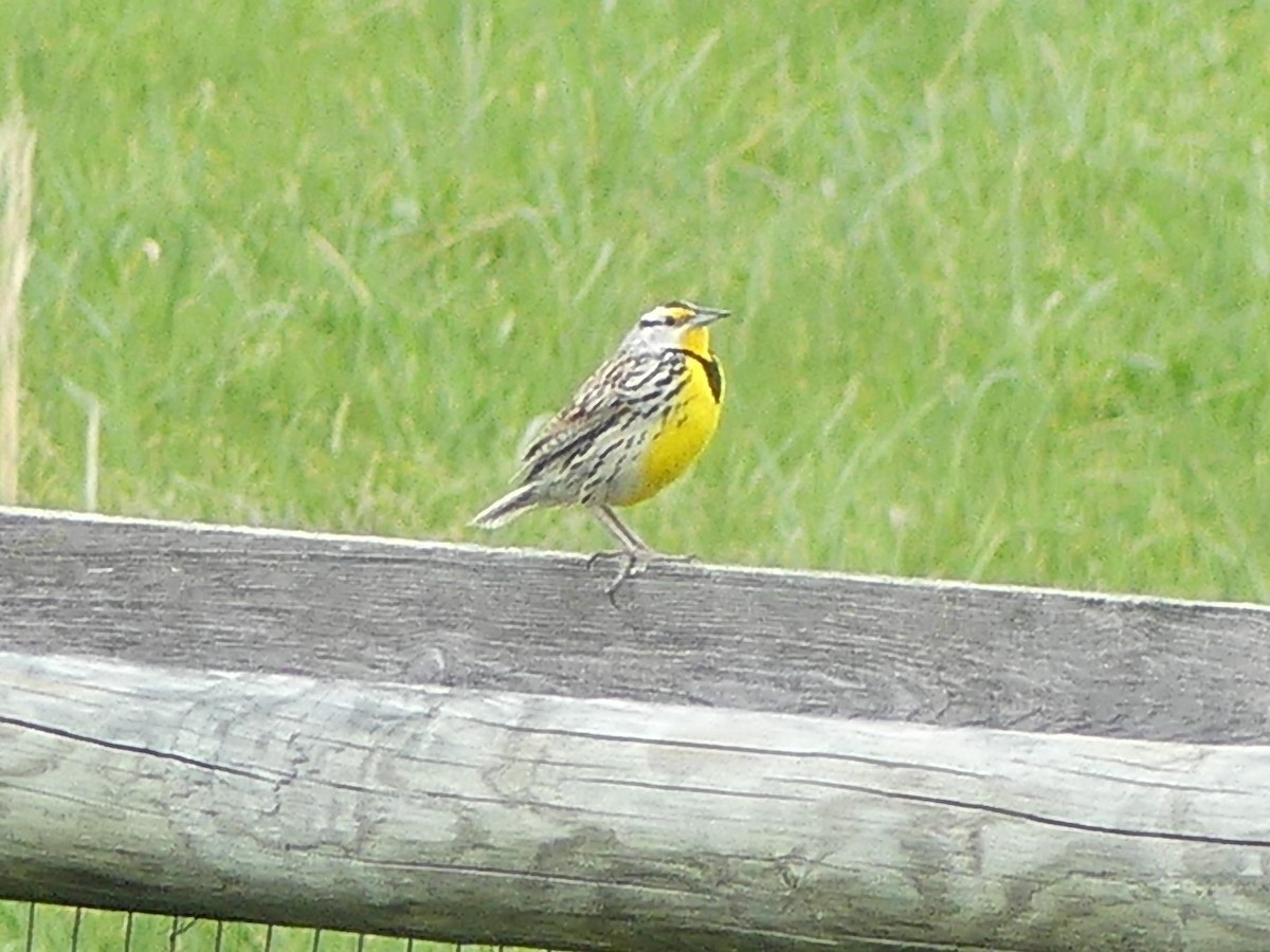 Eastern Meadowlark - ML437185221