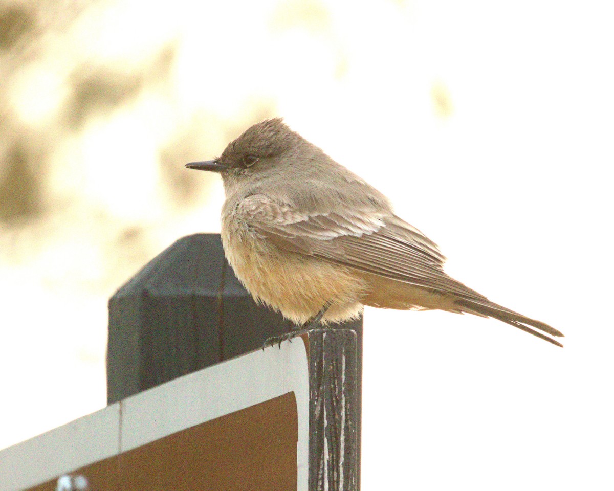 Say's Phoebe - Dennis McNeill