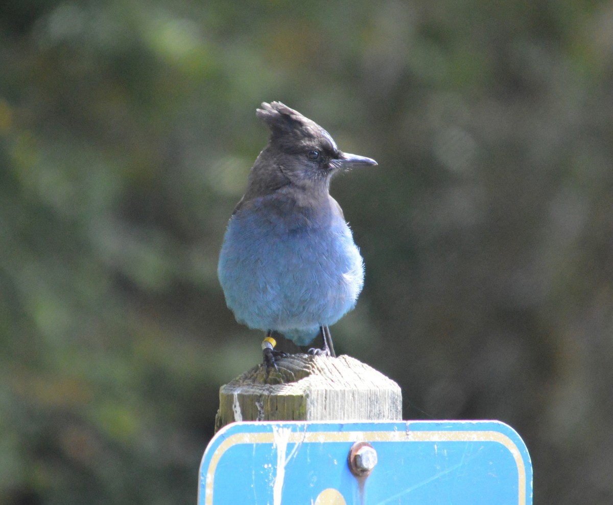 Steller's Jay - ML437186161