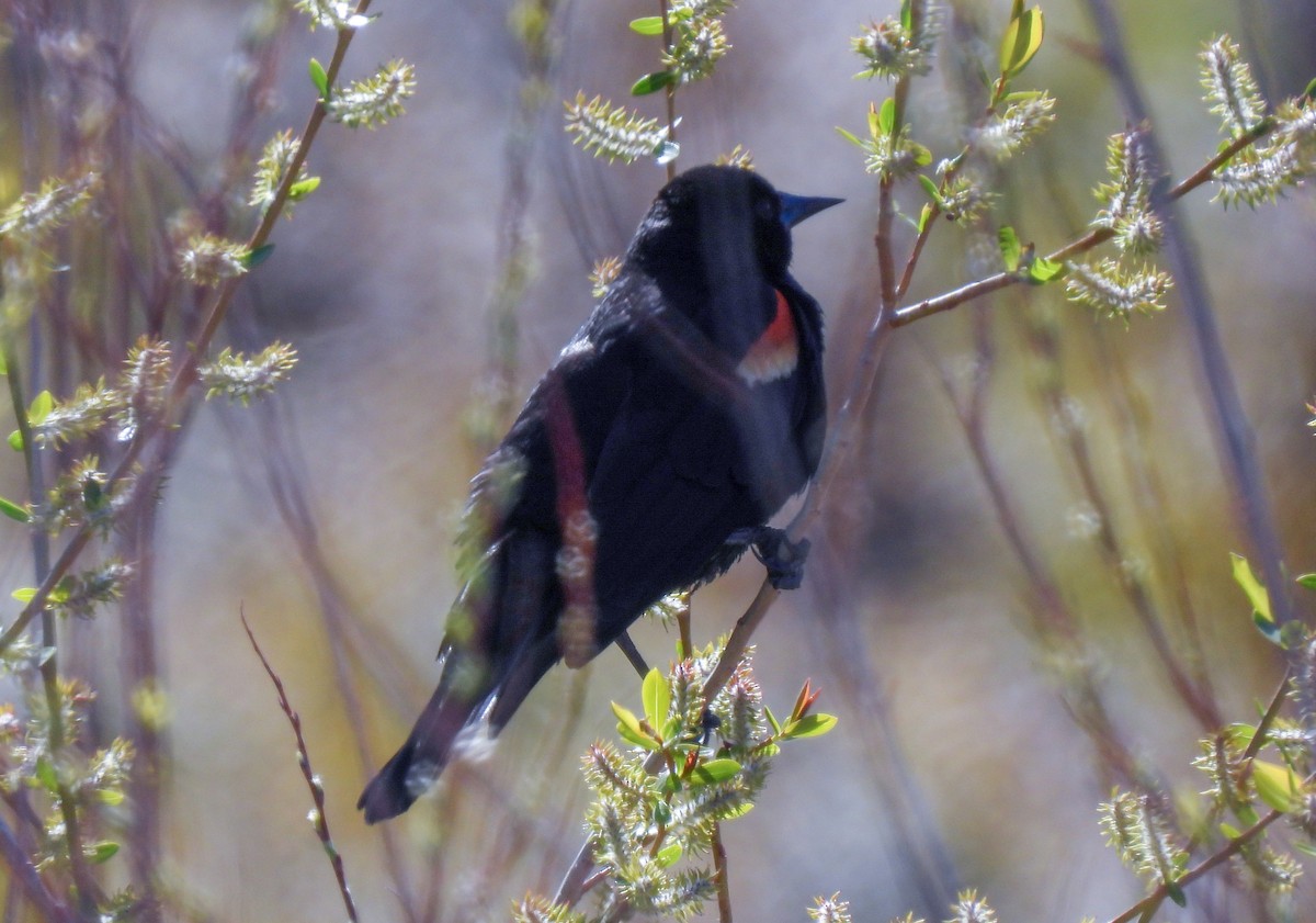 Red-winged Blackbird - ML437187571