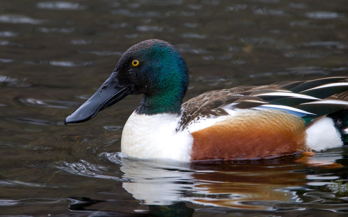 Northern Shoveler - Arthur Mercado